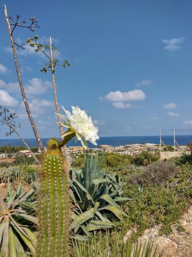a cactus with a white flower on top of it at Le Villette di Consuelo in Pizzolungo