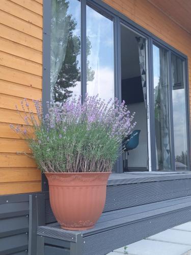 a pot of purple flowers sitting on a window sill at Stablo guest house in Bărăşti