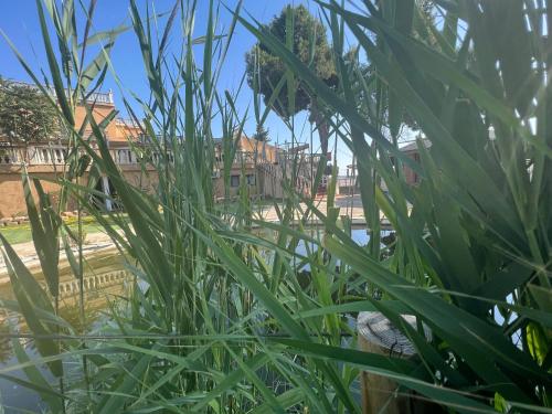 a view of a house through the tall grass at Hotel El Cisne in Zaragoza