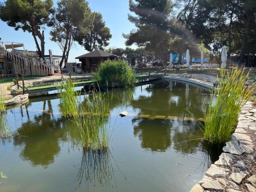 a pond in a park with tall grass at Hotel El Cisne in Zaragoza
