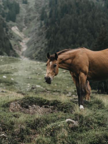 Animales en el hotel o alrededores