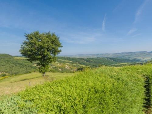 a tree on a hill with a green field at Podere del mezzadro in Contignano
