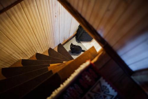 a cat sitting on the floor in a room with leaves at Cabana La Cuib Sovata in Sovata