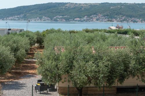 a row of olive trees next to a body of water at 'Olive grove' Camping House-near the beach in Djvulje