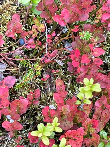 a group of pink and green flowers on the ground at Yllästölli 2 A, Äkäslompolo in Kolari