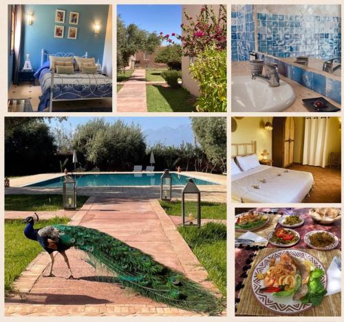 a collage of pictures of a house with a peacock and food at Upupa de l’Atlas in Marrakech