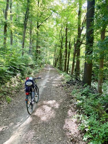a bike parked on a dirt road in the woods at Alraftsblick in Waldeck