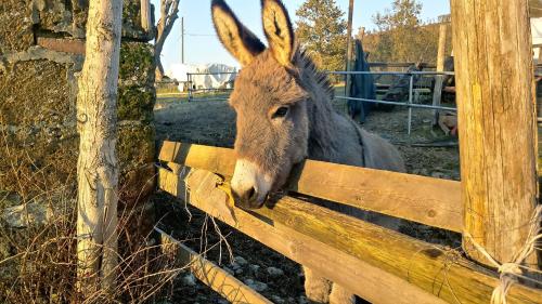 a donkey is looking over a wooden fence at CAMPO AL VENTO - Country farm in Monte Castello di Vibio
