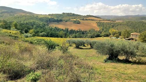 a field with bushes and trees in the distance at CAMPO AL VENTO - Country farm in Monte Castello di Vibio
