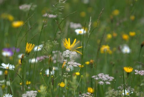 a field of wild flowers in a field at Alpenrose Appartements in Nesselwang