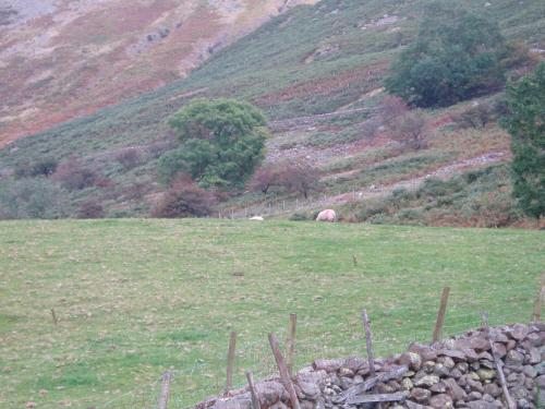 sheep grazing on a lush green hillside at Fisher-gill Camping Barn in Thirlmere