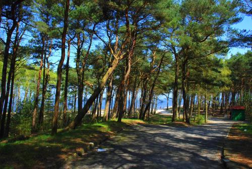 a path through the trees on the beach at Nadmorski in Mrzeżyno