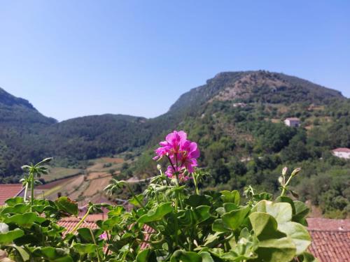 a purple flower in front of a mountain at B&B CasaCaselle in Caselle in Pittari