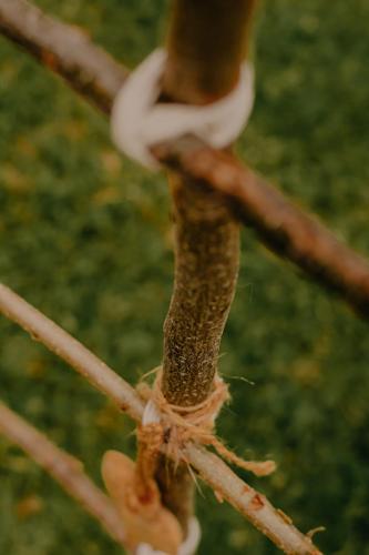 a close up of a tree branch at Almhaus Kochjosel in Garanas