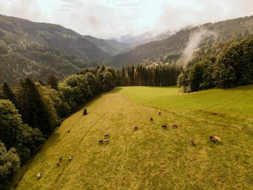a group of cows grazing in a field in the mountains at Almhaus Kochjosel in Garanas