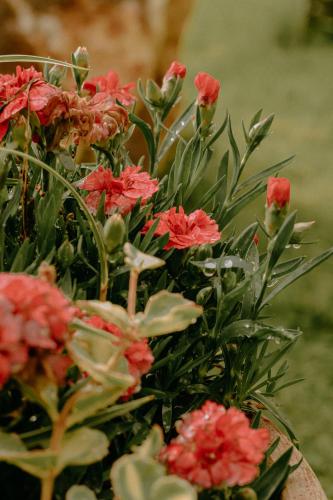 a bouquet of red flowers in a vase at Almhaus Kochjosel in Garanas