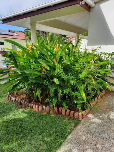 a row of plants in front of a building at Emma's Guest House and Self-Catering in Au Cap