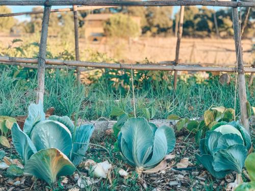 Κήπος έξω από το Stay at PachaMama Community