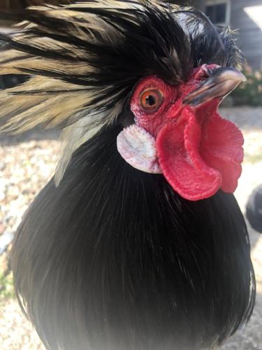 a black and red chicken with a red head at B&B De Beijersche Stee , Logies in de Wagenschuur in Stolwijk