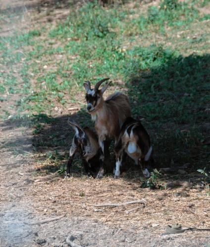 a goat and two baby goats standing in a field at Ośrodek Wczasów Zdrowotnych Rudawka Rymanowska in Rudawka Rymanowska