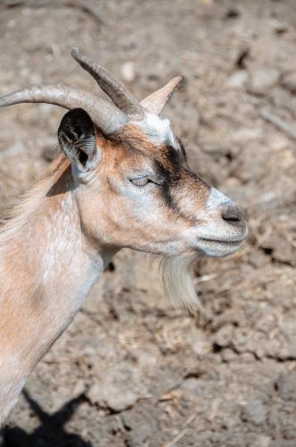a gazelle with long horns standing on a dirt field at Ośrodek Wczasów Zdrowotnych Rudawka Rymanowska in Rudawka Rymanowska