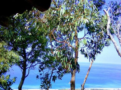 two trees on a beach with the ocean in the background at Villa Panorama in Zambrone