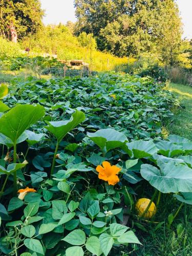 a field filled with green plants with orange flowers at Gîte de la Besnardière in Mareuil-sur-Cher