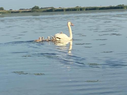 a swan and three ducklings swimming on a lake at Casa Munteanu in Mila Douăzeci şi Trei