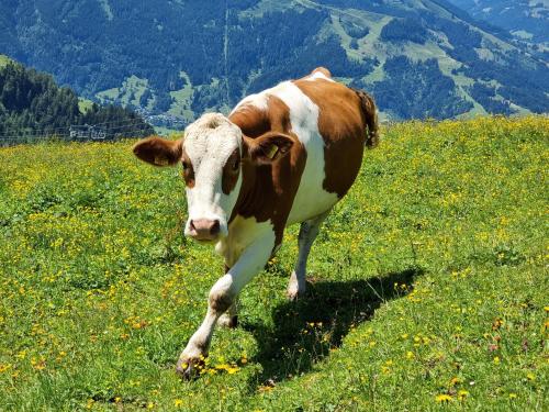 a brown and white cow standing in a field of grass at Golf & Ski Appartements Mittersill Trausmuth Monika inkl Sommercard - Golfplatz 500 m entfernt, inkl Waschmaschine, Trockner in Mittersill