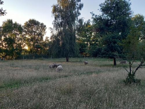 Άλλα ζώα σε αυτή η παραθεριστική κατοικία ή στη γύρω περιοχή