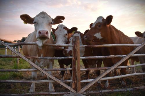 Tiere in der Ferienwohnung oder in der Nähe