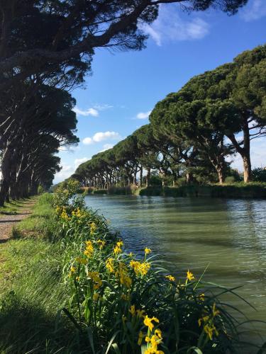 a river with trees and yellow flowers on the side at La Passerelle du Canal in Sallèles-dʼAude