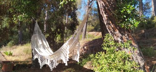 a hammock hanging from a tree in a forest at Masia Sagués in Poblet
