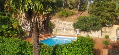 a swimming pool in a yard with a palm tree at Masia Sagués in Poblet