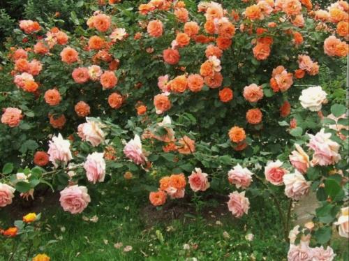 a bunch of colorful flowers in a garden at Pensiunea Deceneu in Slănic