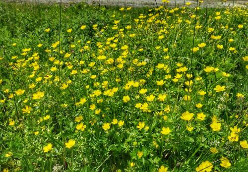 a field of yellow flowers in the grass at Pensiunea Deceneu in Slănic