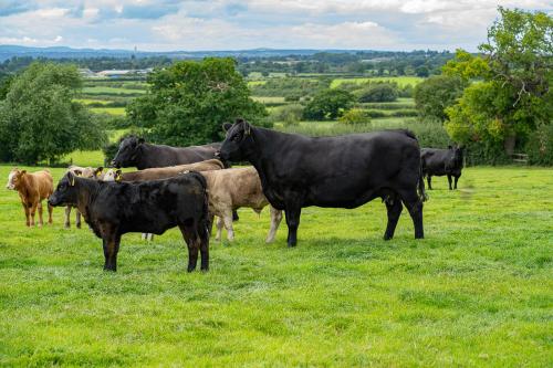 a herd of cows standing in a field of grass at Higher Farm in Malpas
