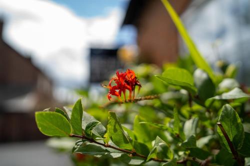 a red flower on a bush with green leaves at Higher Farm in Malpas