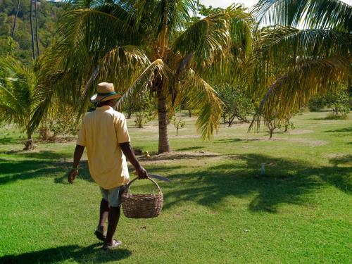 a man with a basket walking in the grass at Firefly Estate Bequia in Crescent Beach