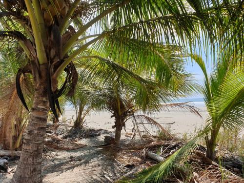 a group of palm trees on a sandy beach at Palmetto Lodge in Playa San Miguel 