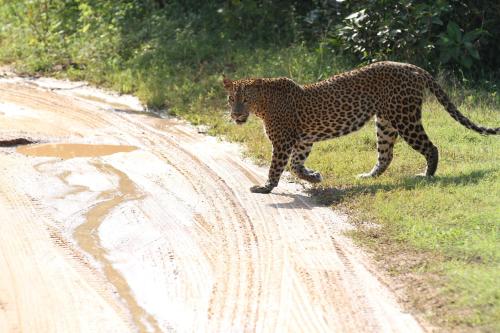 a cheetah walking across a dirt road at Traveller's Home Hotel in Tissamaharama