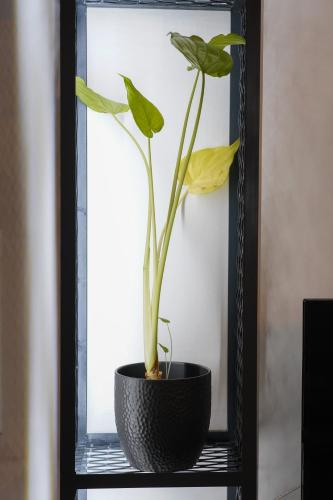 a plant in a black pot sitting on a shelf at Oreon Suites - 'Ophelia' in Nafplio