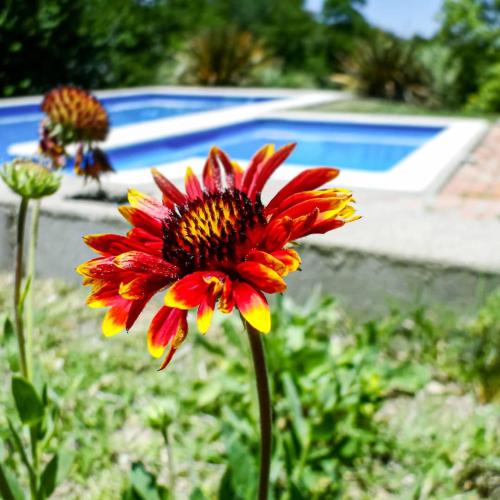 uma flor vermelha num jardim junto a uma piscina em Llanten Dorado Cabañas em Villa Giardino