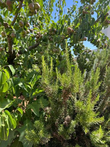 a tree with lots of leaves and fruit on it at Trullo Antelmi in Ceglie Messapica