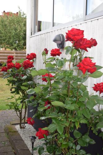 a bush of red roses next to a house at Villa Enigma in Halmstad