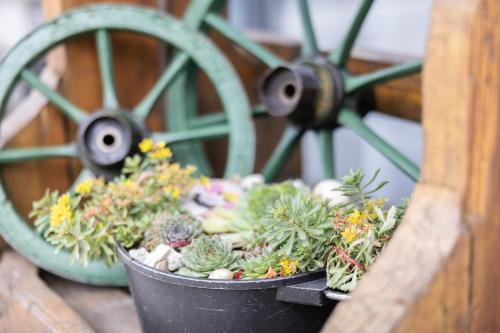 a group of plants in a pot next to a wheel at Haidinger's Boutique Domizil in Oftering