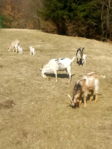 a group of animals grazing in a field at B&B family room Tubej in Bohinj