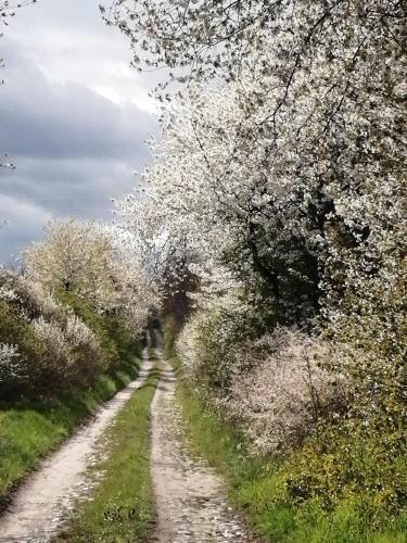 a dirt road with white flowering trees on it at Smocze Ranczo 2 in Ośno Lubuskie