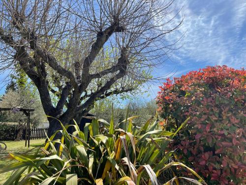 a tree in the middle of a garden with plants at Le Mas de Mirabel in Mirabel-aux-Baronnies