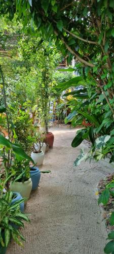 a garden with many potted plants on a path at Salama & Mbuyuni Bungalows in Matemwe